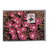 Postcard Sleeves Continental Size Mediumweight-Side Open-Pack of 50 image 0